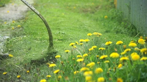 Lawnmower cuts the grass Stock Footage 63535481