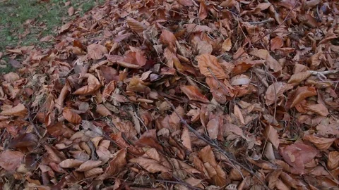 Lawnmower Mulching Leaves Closeup Stock Footage 70376901