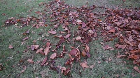 Lawnmower Mulching Leaves Side View Stock Footage 70377258