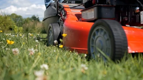 Lawnmower vs Bee Stock Footage 98291609