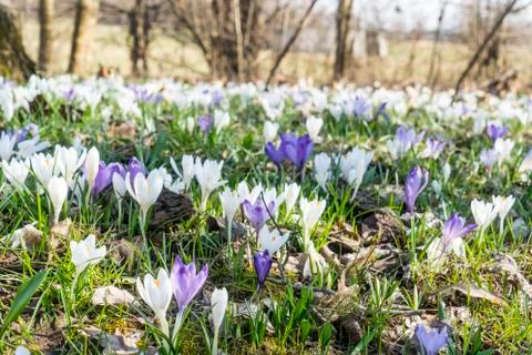The lawns covered with crocus Stock Photos