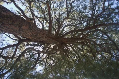 Lawrence Tree Stock Photos