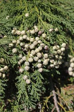 Lawson cypress tree Stock Photos