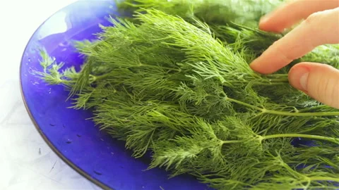 Lay branches of fresh green dill. Real time, medium shot, natural light, high an Stock Footage 108665803