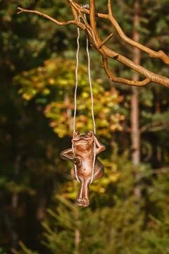 ?lay frog the tree Stock Photos