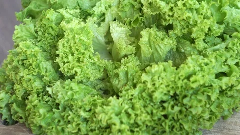 Lay the rolled pancakes stuffed with green lettuce leaves. Cooking. Stock Footage 91129606