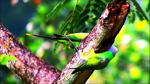 Layard Parakeet Parrots Video stock 207409571