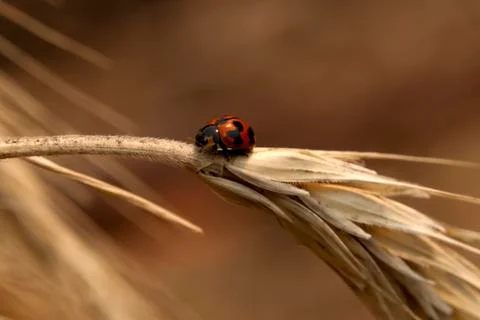 Laybug on stem of a dried ear of wheat Stock Photos