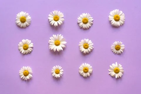 Layer of chamomiles symmetrically on a light purple background 스톡 사진