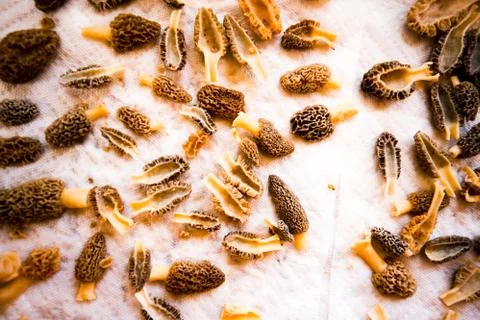 Layer of cleaned and halved fresh morel mushrooms Foto stock
