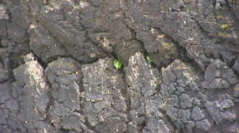 Layer of cut peat - full screen Stock Footage 23005194