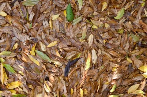 Layer of fallen leaves Stock Photos