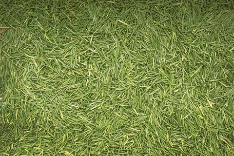 Layer of fallen needles of a pine tree. Background Stock Photos