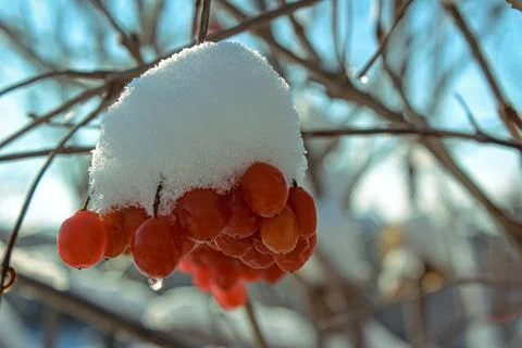 A layer of fluffy fresh snow covers a cluster of bright red berries on a branch Stock Photos