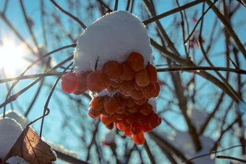A layer of fluffy fresh snow covers a cluster of bright red berries on a branch Stock Photos