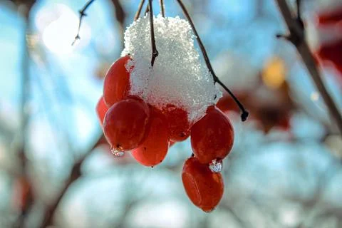 A layer of fluffy fresh snow covers a cluster of bright red berries Stock Photos