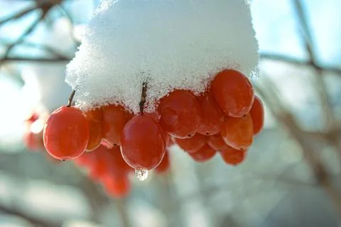 A layer of fluffy fresh snow covers a cluster of bright red berries in closeup Stock Photos