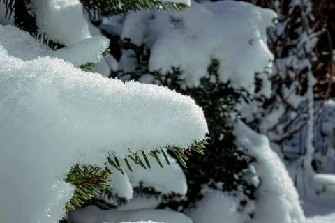 A layer of fluffy white snow covers a conifer tree branch in winter Stock Photos