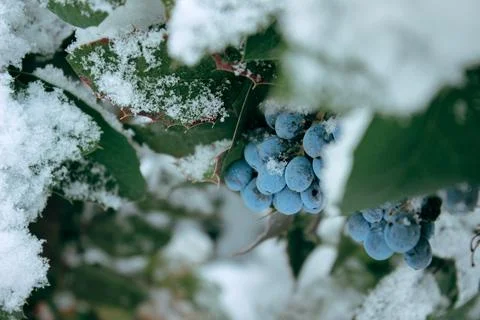 A layer of fresh fluffy snow covers a cluster of blue berries among green leaves Stock Photos