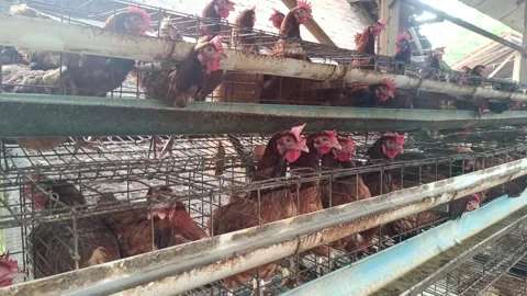 Layer Hens Confined in Battery Cages, Industrial Poultry Farming Practice Stock Footage 303763357