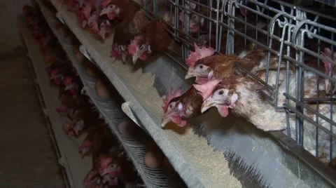 Layer hens on egg farm Vídeo Stock 48806113
