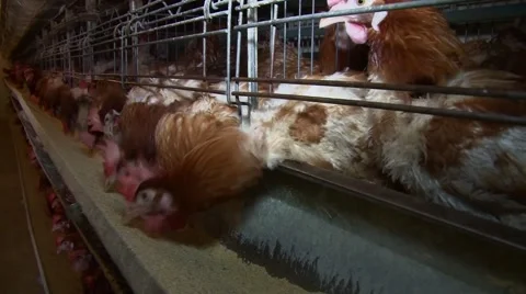 Layer hens husbandry Stock Footage 48807832