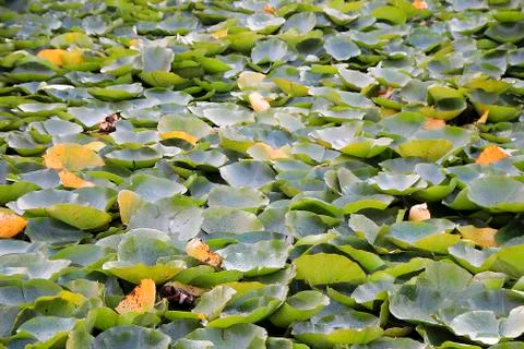 Layer of Lotus Leaves Stock Photos