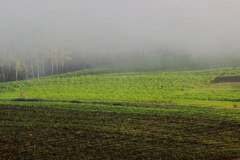 Layer of the mist Stock Photos