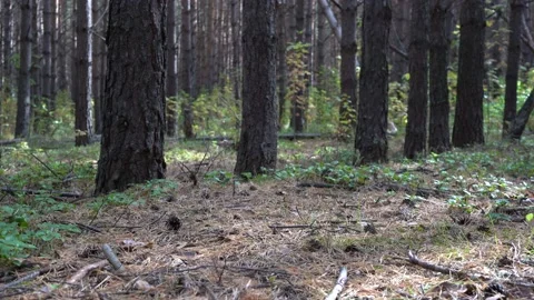 A layer of needles, pine cones and dry twigs covers the soil surface in the pine Video stock 139127356