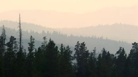 Layer of pine tree forest fading in the distance Stock Photos