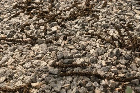 On a layer of rubble are walnut flowers in the sunlight Stock Photos