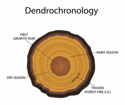 Layer of wood, Cross section of a tree, anatomy of a trunk Stock Illustration