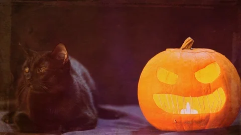 Layered Background Black Cat Jack-O-Lantern Video stock 97732363