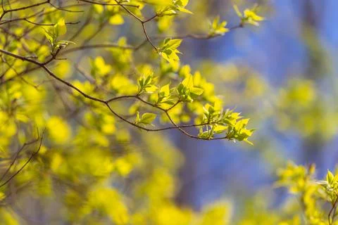 Layered branches form abstract texture, shallow depth and soft highlights cre Stock Photos