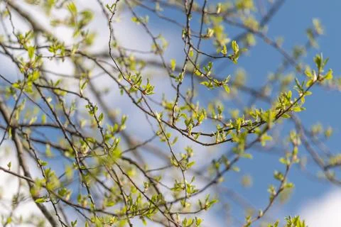 Layered branches forming foliage pattern with soft blur and varied depth, a.. Foto stock