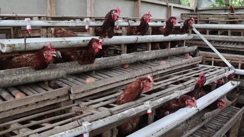 Layered cages with hens in a poultry facility, eggs rolling onto trays in a Video stock 336753179