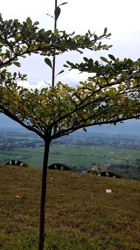 Layered canopy tree Stock Footage 325652070