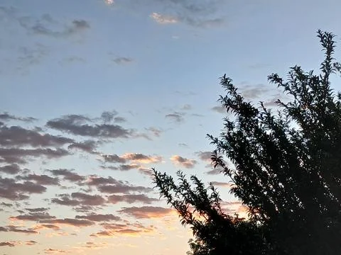 Layered Clouds at Dawn Behind Tree Silhouettes Foto stock