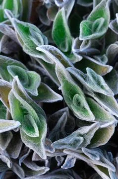 Layered cold botanical pattern featuring muted tones and repetition, Detail.. Foto stock