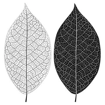 Layered editable vector illustration outline of leaf vein. Stock Illustration
