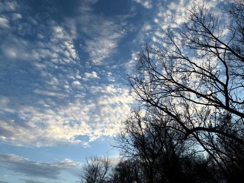 Layered Evening Clouds Above Dark Bare Trees Stock-Fotos