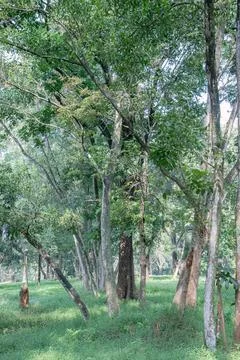 Layered Forest Depth with Tree Trunks and Green Groundcover Stock Photos