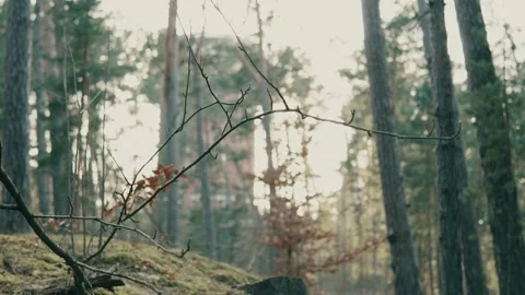Layered Forest with Trees at Different Depths 動画素材 344042907