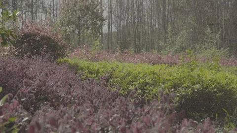 Layered Garden Shrubs Rack Focus 02 in China 4K Stock Footage 346218891