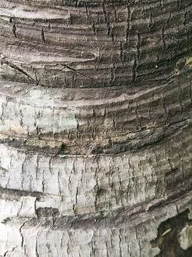 Layered gray palm trunk texture with natural ring pattern 스톡 사진