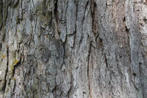 Layered gray tree bark background texture Stock Photos