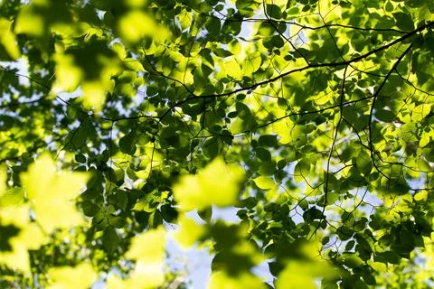 Layered leaf pattern wallpaper Stock Photos