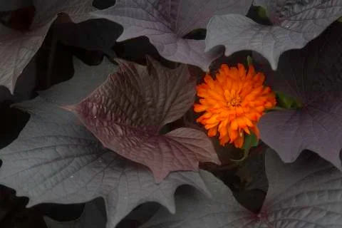 Layered Marigold Stock Photos