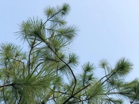 Layered Pine Canopy with Green Needle Pattern Against Clear Sky Stock Photos