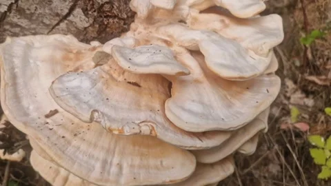 Layered Polypore Fungus Growing on Tree in Sierra de Gredos, Spain Видео 341894169